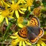 small copper